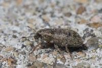 Sitona hispidulus