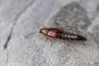 Staphylinidae