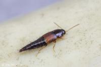 Staphylinidae