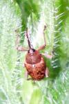 Curculio glandium
