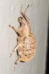 Liophloeus tessulatus
