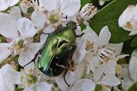 Cetonia aurata