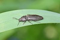 Cidnopus pilosus