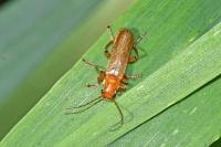 Cantharis cryptica/pallida