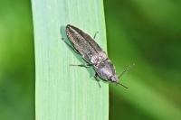 Cidnopus pilosus