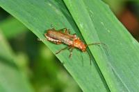 Cantharis cryptica/pallida