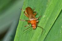Cantharis cryptica/pallida