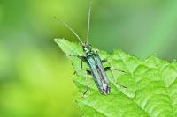 Oedemera nobilis