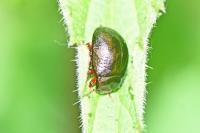 Chrysolina bankii