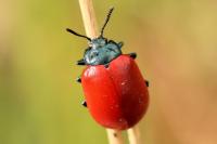 Chrysomela populi
