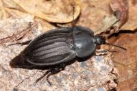 Silpha carinata
