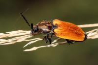 Anostirus castaneus