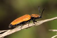 Anostirus castaneus