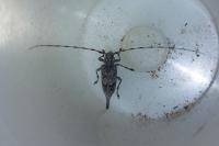 Acanthocinus aedilis