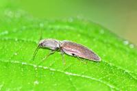 Athous haemorrhoidalis