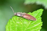 Athous haemorrhoidalis