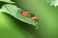 Paederus riparius