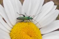 Oedemera nobilis