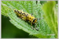 Saperda scalaris