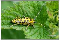 Saperda scalaris