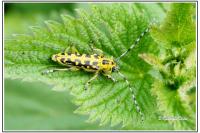 Saperda scalaris
