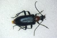 Dinoptera collaris