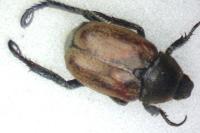 Hoplia philanthus