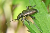 Plateumaris sericea