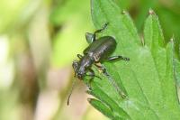 Plateumaris sericea