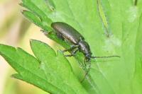Plateumaris sericea