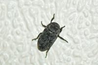 Dermestes laniarius