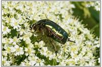 Cetonia aurata
