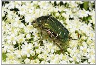 Cetonia aurata