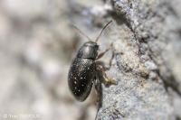 Chaetocnema hortensis