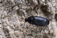 Anaspis