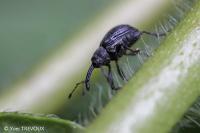 Anthonomus rubi