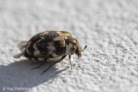 Anthrenus verbasci
