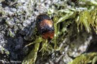 Arthrolips fasciata