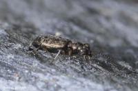 Asaphidion