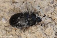 Attagenus pellio