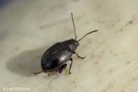 Chaetocnema picipes