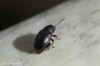 Chaetocnema