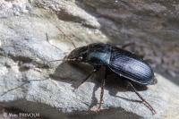 Harpalus dimidiatus