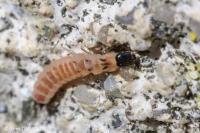 Malachius