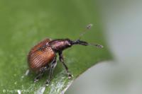 Tatianaerhynchites aequatus