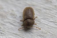 Stegobium paniceum