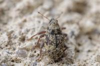 Trichosirocalus troglodytes