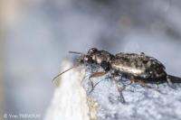 Asaphidion