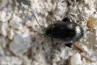 Chaetocnema