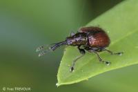 Tatianaerhynchites aequatus